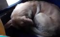 Ο οδηγός της χρονιάς: Έβαλε στο λεωφορείο έναν σκύλο για να μην... πεθάνει από το κρύο - Φωτογραφία 1