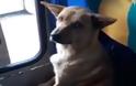 Ο οδηγός της χρονιάς: Έβαλε στο λεωφορείο έναν σκύλο για να μην... πεθάνει από το κρύο - Φωτογραφία 2