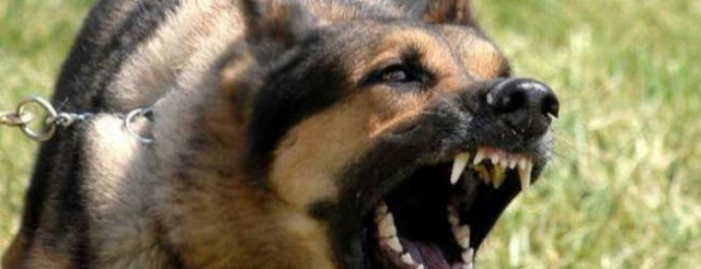 28χρονος στην Πορταριά έλυσε τον σκύλο του για να επιτεθεί σε αστυνομικούς - Φωτογραφία 1