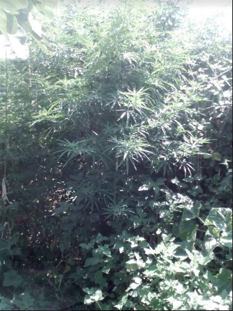 Μερακλής 70χρονος με χασισόδεντρα τριών μέτρων στην αυλή του - Φωτογραφία 2
