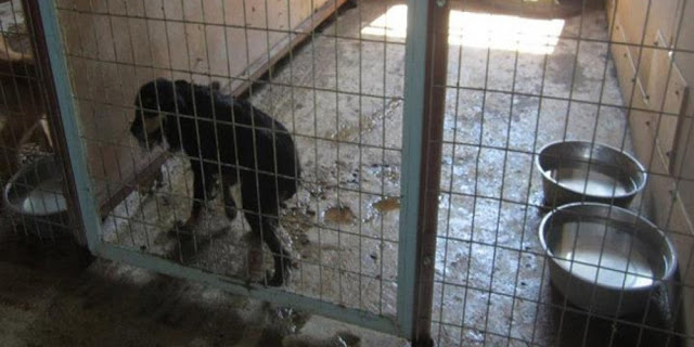 Αλεξανδρούπολη: Προσπάθησε να πουλήσει σκύλο από παράνομο εκτροφείο. Ο πελάτης ήταν αστυνομικός και τη συνέλαβε - Φωτογραφία 1
