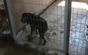 Αλεξανδρούπολη: Προσπάθησε να πουλήσει σκύλο από παράνομο εκτροφείο. Ο πελάτης ήταν αστυνομικός και τη συνέλαβε - Φωτογραφία 1