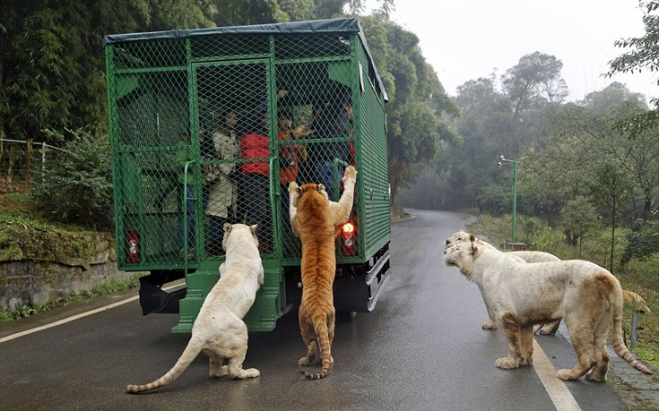 Εκεί που τα ζώα κυκλοφορούν ελεύθερα και οι επισκέπτες μπαίνουν σε κλουβιά - Φωτογραφία 3