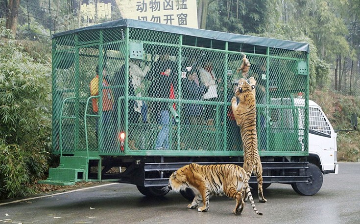 Εκεί που τα ζώα κυκλοφορούν ελεύθερα και οι επισκέπτες μπαίνουν σε κλουβιά - Φωτογραφία 6