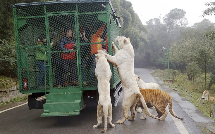 Εκεί που τα ζώα κυκλοφορούν ελεύθερα και οι επισκέπτες μπαίνουν σε κλουβιά - Φωτογραφία 7