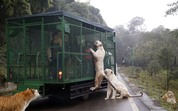 Εκεί που τα ζώα κυκλοφορούν ελεύθερα και οι επισκέπτες μπαίνουν σε κλουβιά - Φωτογραφία 8