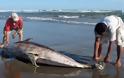 Νεκρό δελφίνι ξεβράστηκε στη Σκύρο