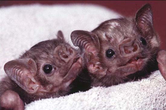 Κι όμως είναι μωρά-νυχτερίδες! Δείτε πόσο χαριτωμένα είναι... [photos] - Φωτογραφία 2
