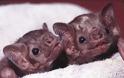 Κι όμως είναι μωρά-νυχτερίδες! Δείτε πόσο χαριτωμένα είναι... [photos] - Φωτογραφία 2
