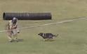 Εντυπωσιακό βίντεο με τους σκύλους-κομάντος του Στρατού εν δράσει - Φωτογραφία 1