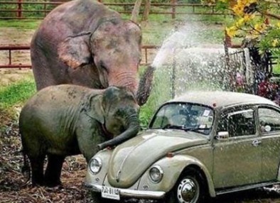 Ελέφαντες σε διάφορες καταστάσεις [photos] - Φωτογραφία 1
