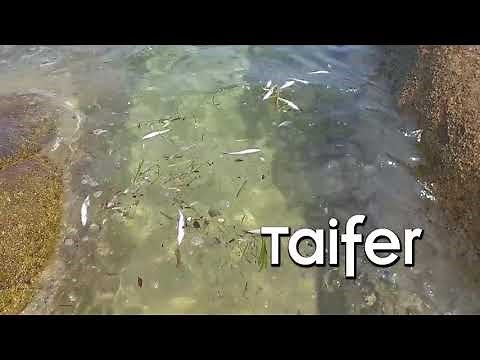 Παραλία της Χαλκιδικής γέμισε νεκρά ψάρια - Φωτογραφία 1
