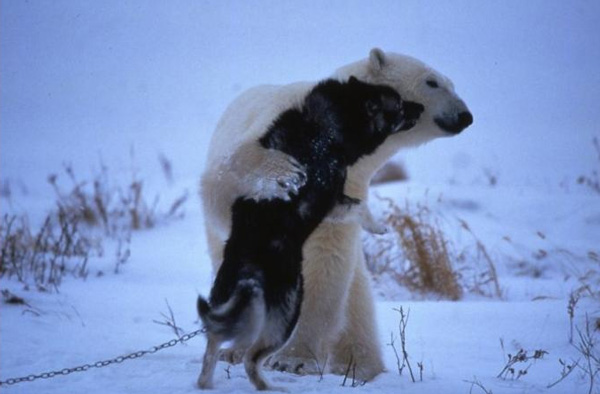 Κι όμως η πολική αρκούδα και το χάσκι είναι οι καλύτεροι φίλοι μέσα στο κρύο... [photos] - Φωτογραφία 1