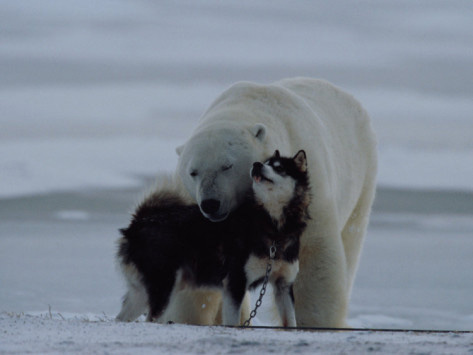 Κι όμως η πολική αρκούδα και το χάσκι είναι οι καλύτεροι φίλοι μέσα στο κρύο... [photos] - Φωτογραφία 2