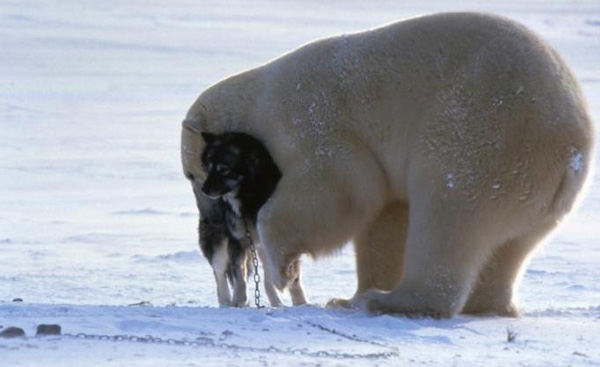 Κι όμως η πολική αρκούδα και το χάσκι είναι οι καλύτεροι φίλοι μέσα στο κρύο... [photos] - Φωτογραφία 3