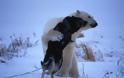 Κι όμως η πολική αρκούδα και το χάσκι είναι οι καλύτεροι φίλοι μέσα στο κρύο... [photos]