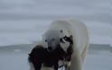Κι όμως η πολική αρκούδα και το χάσκι είναι οι καλύτεροι φίλοι μέσα στο κρύο... [photos] - Φωτογραφία 2