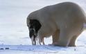 Κι όμως η πολική αρκούδα και το χάσκι είναι οι καλύτεροι φίλοι μέσα στο κρύο... [photos] - Φωτογραφία 3
