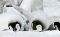Όταν το Happy Feet ζωντανεύει... Δείτε απίθανες εικόνες με πιγκουίνους... [photos] - Φωτογραφία 2