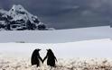 Όταν το Happy Feet ζωντανεύει... Δείτε απίθανες εικόνες με πιγκουίνους... [photos] - Φωτογραφία 4