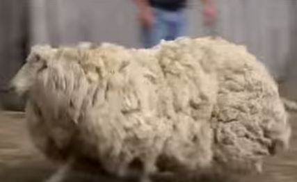 Πρόβατο κουρεύεται μετά από έξι χρόνια [video] - Φωτογραφία 1