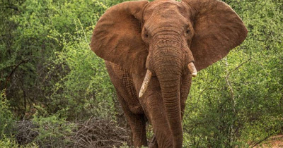 12 Αυγούστου: Παγκόσμια Ημέρα του Ελέφαντα - Φωτογραφία 1