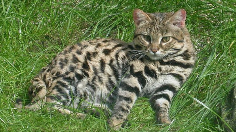 Ο τίτλος του φονικότερου αιλουροειδούς στον κόσμο ανήκει σε μία γάτα μήκους 40 εκατοστών (vids) - Φωτογραφία 1