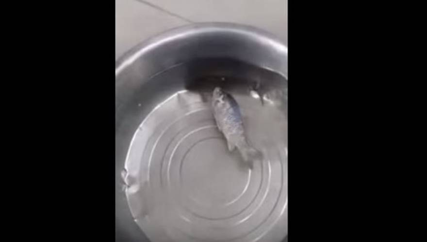 Απίστευτο βίντεο: Ψάρι Λάζαρος ανασταίνεται με λίγο... ζεστό νερό... [video] - Φωτογραφία 1