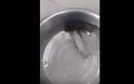 Απίστευτο βίντεο: Ψάρι Λάζαρος ανασταίνεται με λίγο... ζεστό νερό... [video]