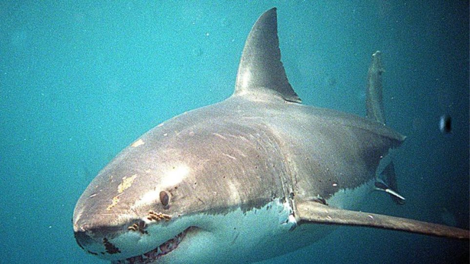 Λευκός καρχαρίας της Μεσογείου πιάστηκε στα δίχτυα ψαράδων στο Αιγαίο - Φωτογραφία 1