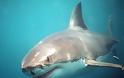 Λευκός καρχαρίας της Μεσογείου πιάστηκε στα δίχτυα ψαράδων στο Αιγαίο