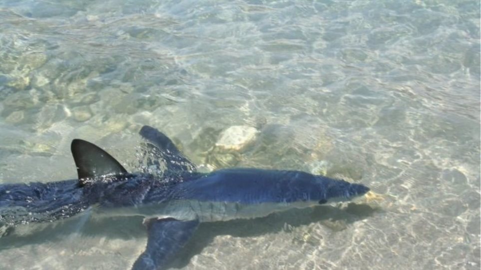 Καρχαρίας βγήκε σε παραλία του Ρεθύμνου - Φωτογραφία 1
