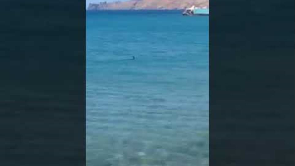 Καρχαρίας βγήκε σε παραλία του Ρεθύμνου - Φωτογραφία 2