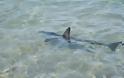 Καρχαρίας βγήκε σε παραλία του Ρεθύμνου - Φωτογραφία 3