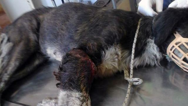 Λαμία: Βασάνισαν αδέσποτο σκυλάκι - Σκληρές εικόνες - Φωτογραφία 2