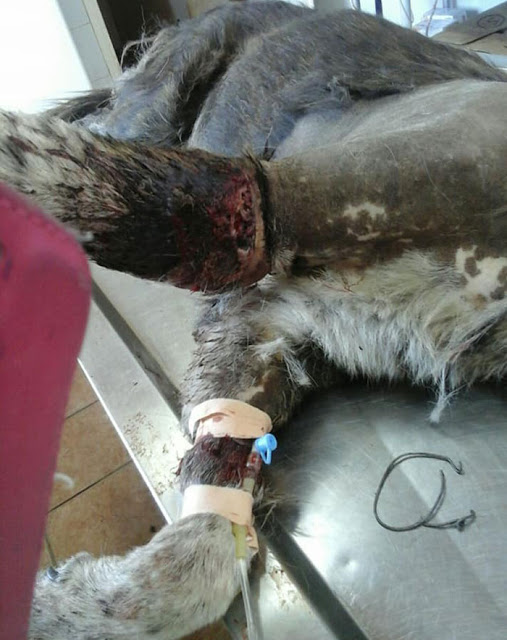 Λαμία: Βασάνισαν αδέσποτο σκυλάκι - Σκληρές εικόνες - Φωτογραφία 3