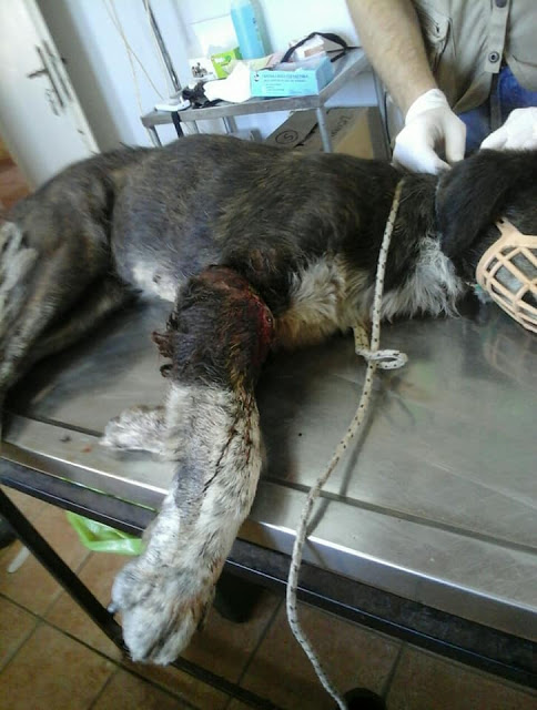 Λαμία: Βασάνισαν αδέσποτο σκυλάκι - Σκληρές εικόνες - Φωτογραφία 4