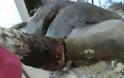 Λαμία: Βασάνισαν αδέσποτο σκυλάκι - Σκληρές εικόνες - Φωτογραφία 3