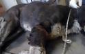 Λαμία: Βασάνισαν αδέσποτο σκυλάκι - Σκληρές εικόνες - Φωτογραφία 1