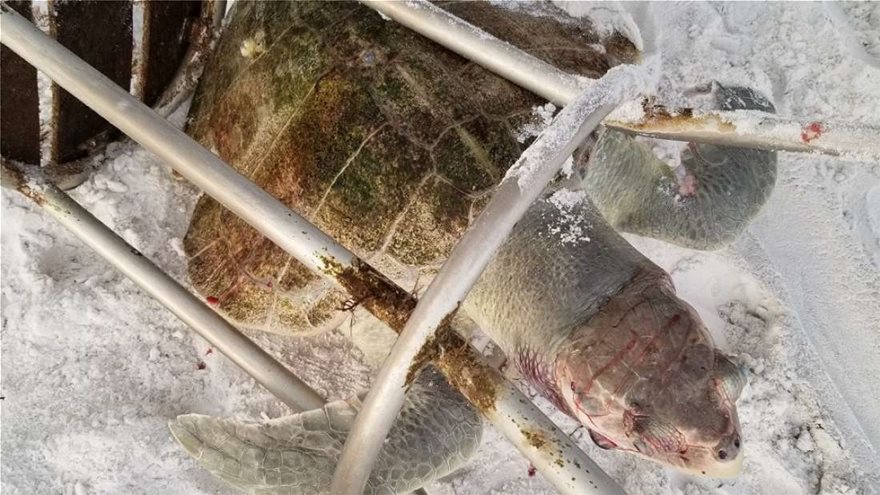 Μία από τις πιο σπάνιες χελώνες του πλανήτη σκοτώθηκε από σκαμπό! - Φωτογραφία 2
