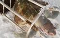 Μία από τις πιο σπάνιες χελώνες του πλανήτη σκοτώθηκε από σκαμπό! - Φωτογραφία 1