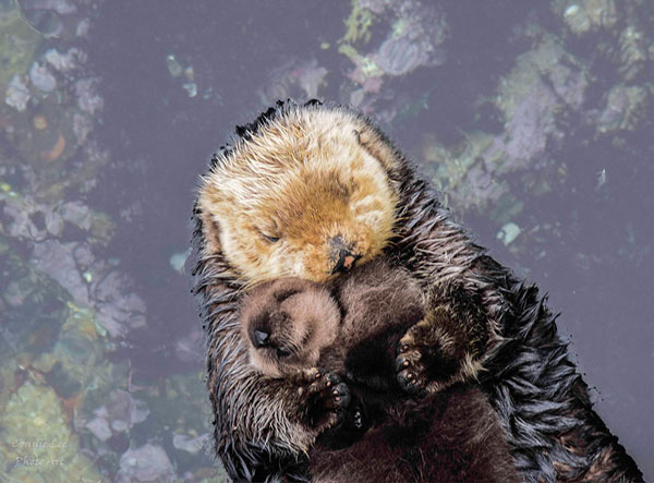 Γιατί η μαμά είναι μαμά ακόμα και στα ζωάκια: Δείτε πως κοιμάται το μωρό βίδρα στην αγκαλιά της μαμάς... [photos] - Φωτογραφία 3