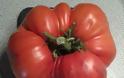 Ντομάτα για... ρεκόρ Γκίνες, βρέθηκε στο μποστάνι του Ξηρομερίτη καλλιεργητή Σπύρου Ντάλλα απο τα Παλιάμπελα, στην ορεινή Αιγιαλεία!! - Φωτογραφία 1