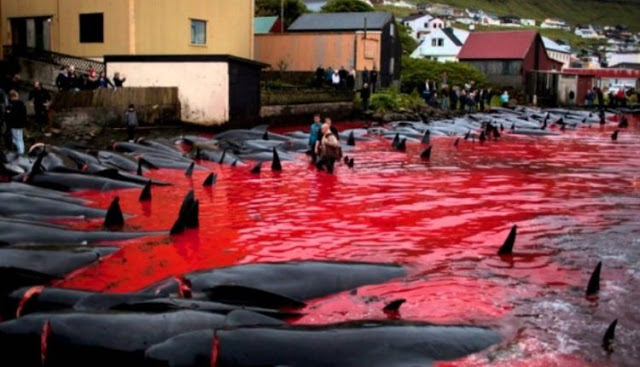 Φρικιαστικό έθιμο: Η σφαγή των φαλαινών στα νησιά Φερόε – Η θάλασσα γίνεται κόκκινη από το αίμα - Φωτογραφία 4