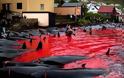 Φρικιαστικό έθιμο: Η σφαγή των φαλαινών στα νησιά Φερόε – Η θάλασσα γίνεται κόκκινη από το αίμα
