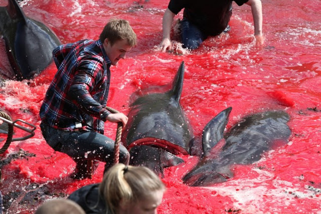 Φρικιαστικό έθιμο: Η σφαγή των φαλαινών στα νησιά Φερόε – Η θάλασσα γίνεται κόκκινη από το αίμα - Φωτογραφία 2