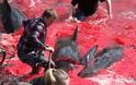 Φρικιαστικό έθιμο: Η σφαγή των φαλαινών στα νησιά Φερόε – Η θάλασσα γίνεται κόκκινη από το αίμα - Φωτογραφία 2