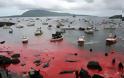 Φρικιαστικό έθιμο: Η σφαγή των φαλαινών στα νησιά Φερόε – Η θάλασσα γίνεται κόκκινη από το αίμα - Φωτογραφία 3