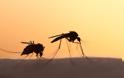 ΚΕΕΛΠΝΟ: Δύο ακόμα νεκροί από τον ιό του Δυτικού Νείλου