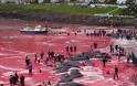 Σκληρές εικόνες: Η θάλασσα κοκκίνισε στα Φερόε από τη σφαγή 180 φαλαινών για τον χειμώνα